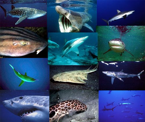 15 tipos mais populares de tubarões em todo o mundo